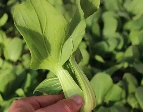 20个最有前景的农业赚钱项目机会，水产就在其中，你能抓住吗？