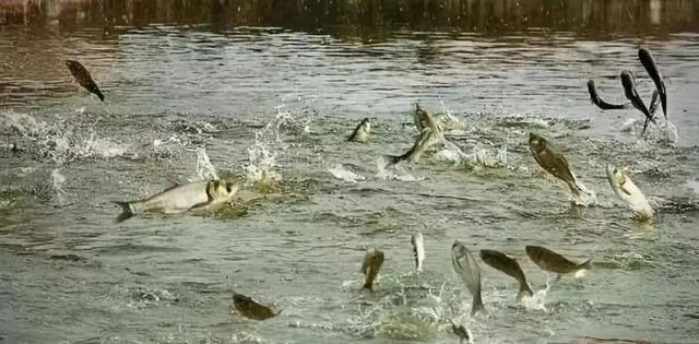 20个最有前景的农业赚钱项目机会，水产就在其中，你能抓住吗？