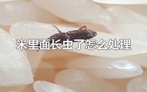 米里面长虫了怎么处理