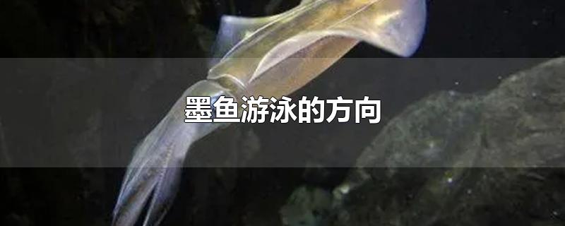 墨鱼游泳的方向