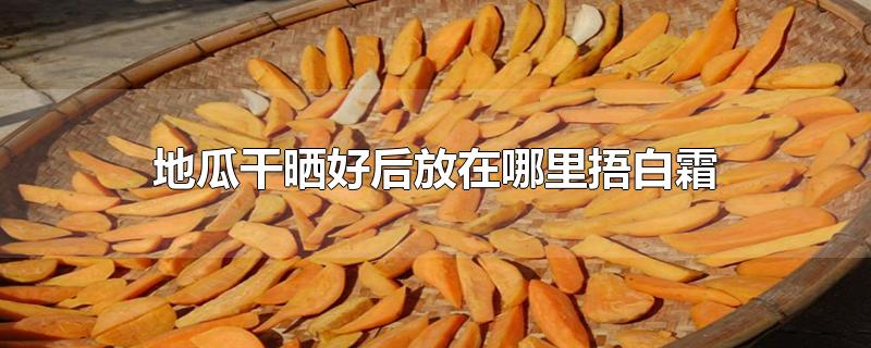 地瓜干晒好后放在哪里捂白霜