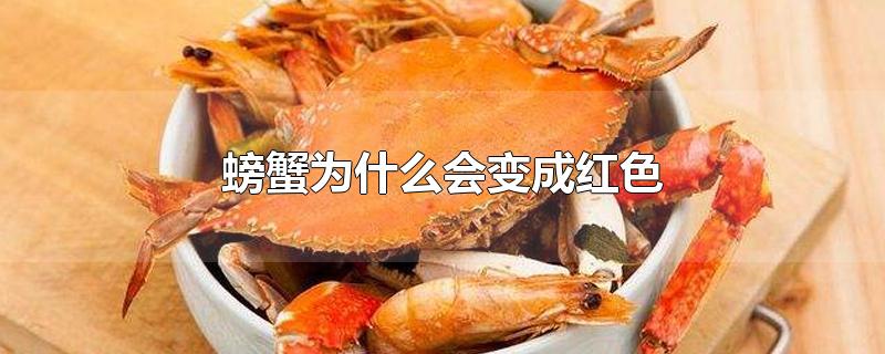螃蟹为什么会变成红色