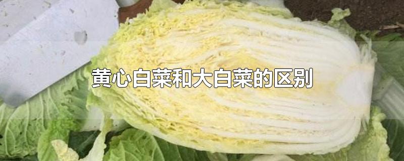 黄心白菜和大白菜的区别