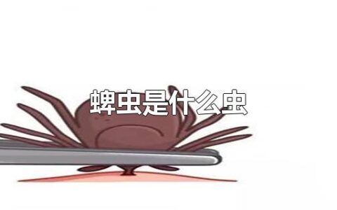 蜱虫是什么虫