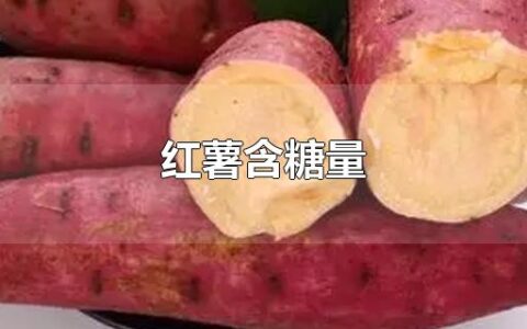 红薯含糖量