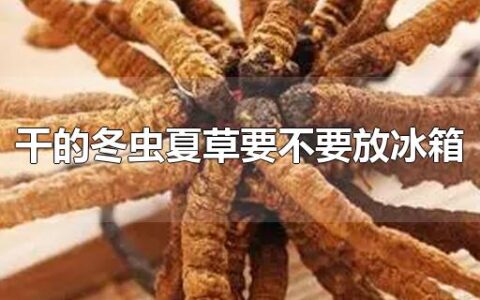 干的冬虫夏草要不要放冰箱